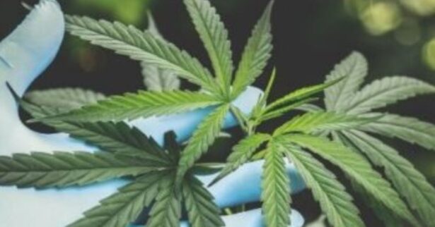 The budding CBD industry in europe