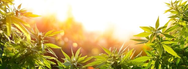 CBD and novel food