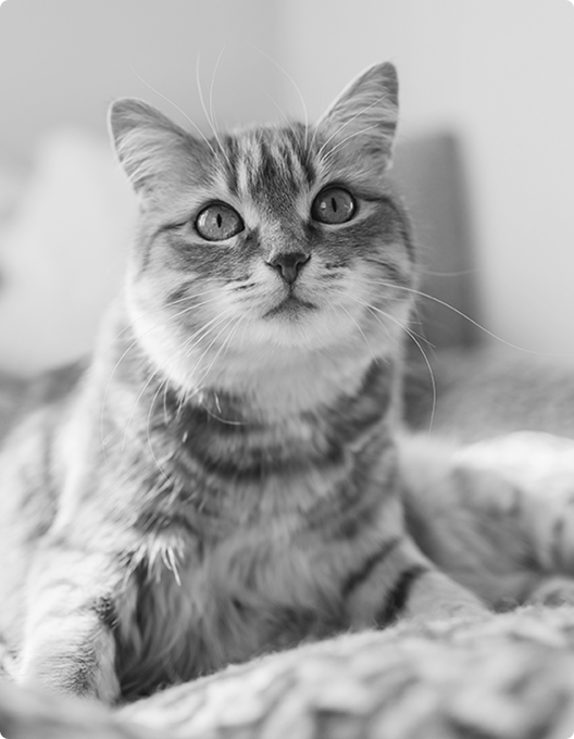 <span class="details"><span class="title">Pet Care</span></span>
