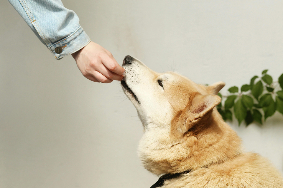 <span class="details"><span class="title">Pet food supplements and oils</span></span>