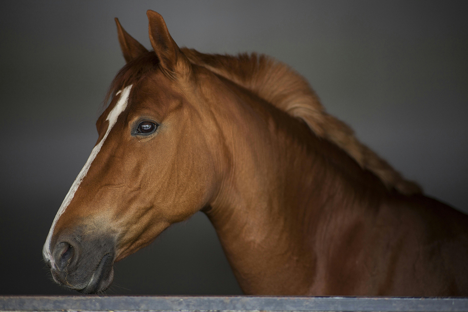 <span class="details"><span class="title">Equine packaging</span></span>